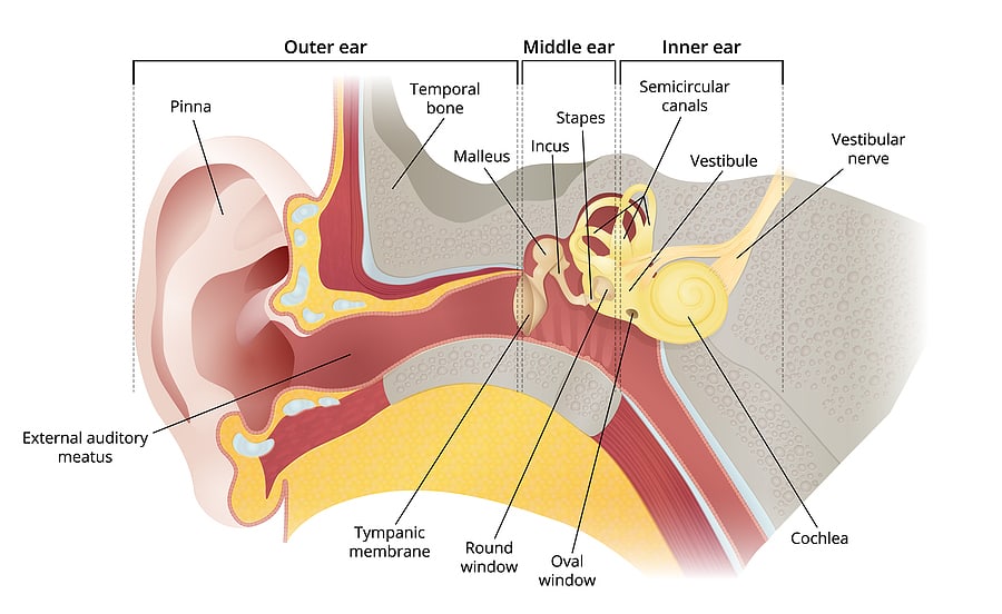 Hearing Loss