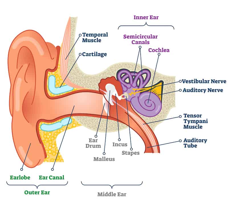 Anatomy of the ear